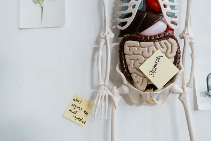 When Your Gut Works Against You: How Digestive Disorders Can Quietly Undermine Synthroid Effectiveness